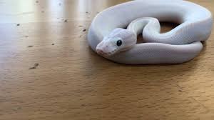 Oct 05, 2019 · a ball python can cost as little as $25 for a normal type juvenile/adult, but can cost up to and past $200 depending on the morph and individual styling. Lllreptile Supply White Diamond Super Russo Ball Pythons At Lllreptile Facebook