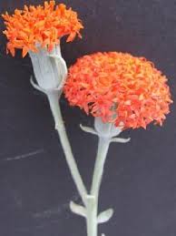 Image result for Clutia galpinii