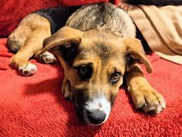 Pet adoption saves the lives of homeless dogs and cats. Adoption Event Petsmart Las Vegas 21 February 2021