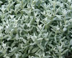 Image result for Cerastium indicum
