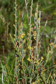 Image result for Osyris