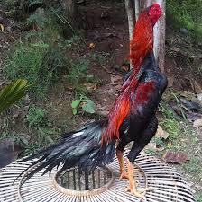 Juga Masih Tersedia Hari Ini Masih Siap Peternakan Ayam Berkualitas Jalu Merapi Yogyakarta فيسبوك