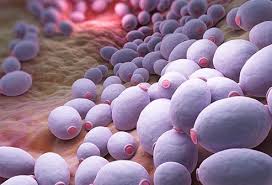 Bv may cause a thin, gray vaginal discharge, pelvic pain, and a fishy odor. Can Bacterial Vaginosis Clear Up On Its Own