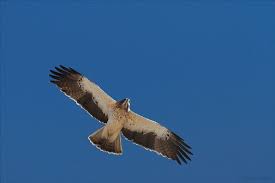 De buizerd is een middelgrote tot grote roofvogel, uit de familie van de havikachtigen. Vogels Waarnemen Spanje De Dwergarend Refugio Marnes