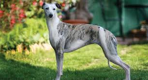 Exactly how and when this miniaturized greyhound was developed has been lost in the italian greyhound likes a daily romp outdoors, but dislikes the cold. Italian Greyhound Dog Breed Profile Petfinder