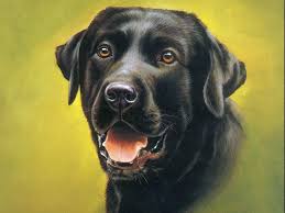 Black Dog Wallpaper Hd Image Cute Black Dog Hd Wallpapers Animal Paintings Cross Paintings Animal Art