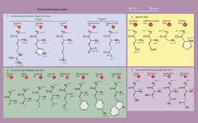 Amino Acid Chart Gallery Of Chart 2019