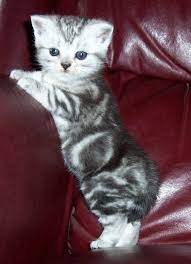 The American Shorthair Cat Is Probably The Most Common Cat In North America That Is Kept As A Pet Descrip Silver Tabby Cat American Shorthair Kitten Tabby Cat