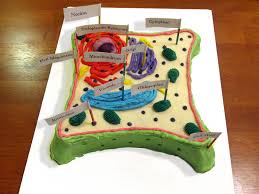 Its head contains enzymes that are released to help it. Bioh Cell