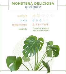 Monstera Care Guide Growing Information And Tips Proflowers House Plant Care Plant Care Houseplant Plants