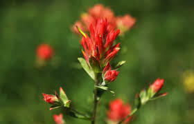 Flowers in oregon and washington. 8 Wildflowers Blooming Right Now In Oregon And Washington And Where To Find Them Oregonlive Com