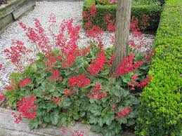 Purpurglockchen Staude Heuchera Sanguinea Leuchtkafer Pflanze Purpurglockchen Heuchera Pflege Schnitt Vermehrung Sta Purpurglockchen Pflanzen Bluhende Pflanzen