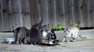 Cats pooping in gardens is as old as time and it's great fertilizer. Can Anything Stop Feral Cats From Using Yards As Litter Boxes