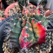 Microdasys translates to small and shaggy. 22 Cactus For Sale Ideas Cactus For Sale Cactus Make A Color Palette