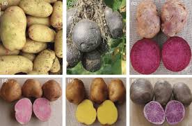Image result for Solanum tuberosum
