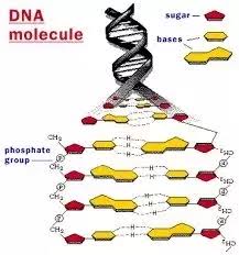 (iv) synthesis of protein (structural and functional) What Is The Number Of Hydrogen Bonds In A Double Helical B Dna Structure Of 100 Base Pairs With 20 Adenines And 10 Thymines In One Of The Two Strands Quora