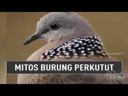 Derkuku putih atau tekukur putih mata merah memiliki harga yang sangat fantastis, demikian juga mitos derkuku putih mata. Mitos Burung Perkutut On The Spot Trans 7 Terbaru 21 Desember 2017 Youtube