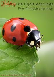 Black And Red Ladybug Meaning Ladybug Life Cycle Activities Free Printables For Preschool And Kindergarten Natural Beach Living Ladybug Ladybug Life Cycle Activities Ladybug Life Cycle