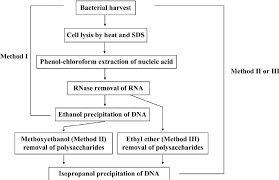 Flow Charts For Different Dna Isolation Methods The Three