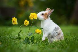 So the team here at bechewy wants to help you get started on finding a name for that cute new bunny! Bunny Food List Which Fruits Vegetables And Herbs Are Safe Rabbit Hole Hay