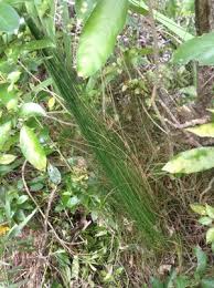 Image result for Tetraria