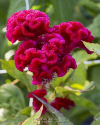 Brain Celosia Celosia Cristata Amazing Flowers Flowers Outdoor Flowers