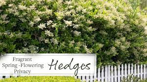 10 Evergreen Shrubs For Privacy Zone 8 11 Grow Beautifully Fast Growing Shrubs Flowering Hedges Growing Shrubs