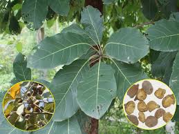Image result for Terminalia bellirica