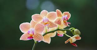 orchids and how to grow ...