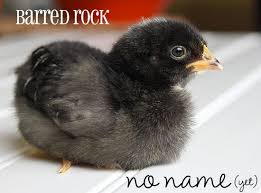 We did not find results for: Introducing Our Six New Baby Chicks Help Us Name Them Baby Chicks Baby Chicks Raising Best Egg Laying Chickens