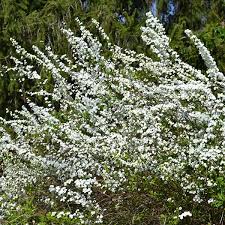 Image result for Spiraea prunifolia