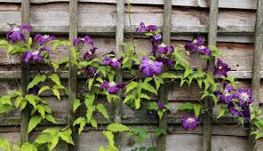 Maybe you would like to learn more about one of these? Clematis Viticella Italian Clematis North Carolina Extension Gardener Plant Toolbox