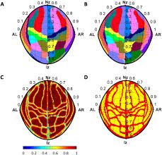 Focusing on expressways, township and property development, engineering and. Transcranial Brain Atlas Science Advances