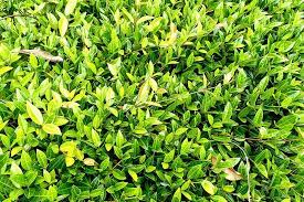 How To Prune And Control Asiatic Jasmine Vines | Gardener's Path