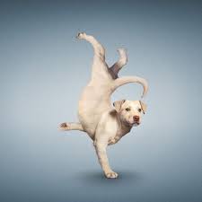 Woman holding dog in yoga class. 8 Cute Puppies Doing Yoga Fabulous Traveling Dan Boris Wrote A Book Called Yoga Dogs Featuring 45 Photographs Of Dog Animal Yoga Dog Doing Yoga Puppies