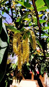 Image result for Erythrophleum