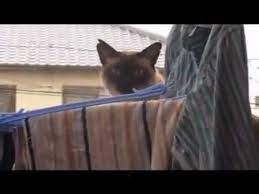 Cat Sail Cat Jump Fail Funny Cat Videos Cat Fails