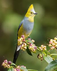 Birds Name With Picture Photography By Boe Baty Birds Photography Nature Cute Birds Bird Pictures