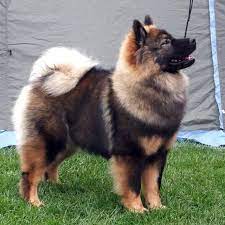 Eurasier Cute Dogs Beautiful Dogs Fluffy Dogs