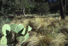 Image result for Nesaea ramosissima
