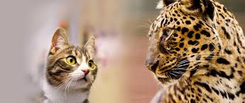 16 full episodes & extras. Which Cat Is Living Next Door The Humane Society Of The United States