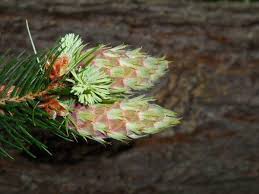 More sizes, longer lengths and quality equals a great project thanks to pine cone. Douglas Fir Pseudotsuga Menziesii