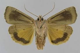 Image result for Noctua interjecta