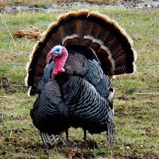 Image result for turkey