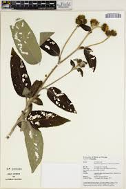 Image result for Bothriocline ugandensis