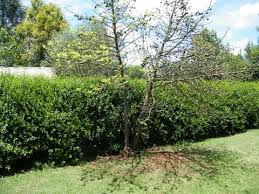 Image result for Vangueria madagascariensis