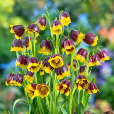 Image result for Beilschmiedia michelsonii