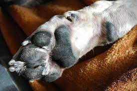 Using scissors instead of clippers to trim out any matting. What Is Paw Pad Hyperkeratosis And How To Heal It