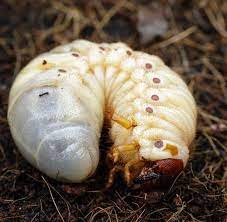 How To Get Rid Of June Bugs The Craftsman Blog Grub Worms Slugs In Garden Grubs