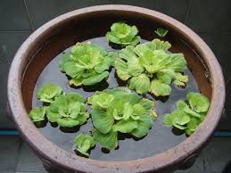 Lettuce (lactuca sativa) is an annual plant of the daisy family, asteraceae. Pin On Backyard Ideas